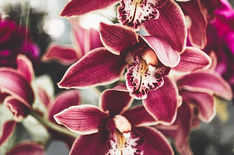 虎尾兰：美轮美奂的热带之花