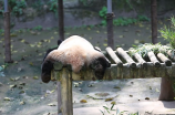 熊猫狗(可爱的熊猫狗：真实存在的新品种)