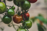 西红柿的种植方法和管理技术