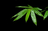 竹制品(环保好物：竹制品，保护环境，再给自己一个健康生活)