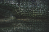 鳄鱼的故事：生态探秘与保护