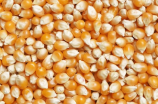 玉米育种(探讨玉米育种的重要性与方法)
