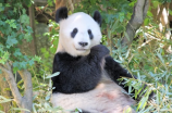 大熊猫的天敌是什么？