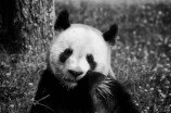 kongfu panda(超萌可爱的《功夫熊猫》中的真实中国武术)
